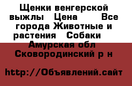 Щенки венгерской выжлы › Цена ­ 1 - Все города Животные и растения » Собаки   . Амурская обл.,Сковородинский р-н